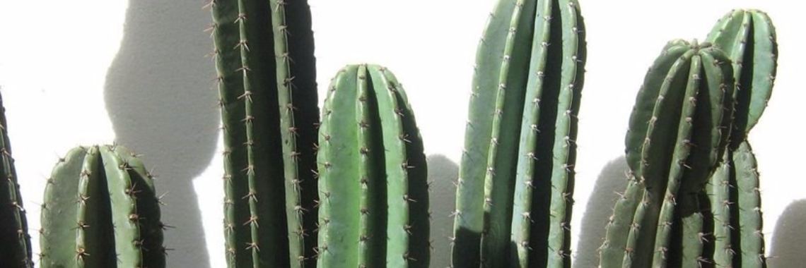 Flor del cardón o cactus del ordenador | rorocando