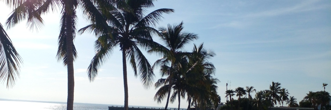 Árbol Emblemático del Zulia | rorocando