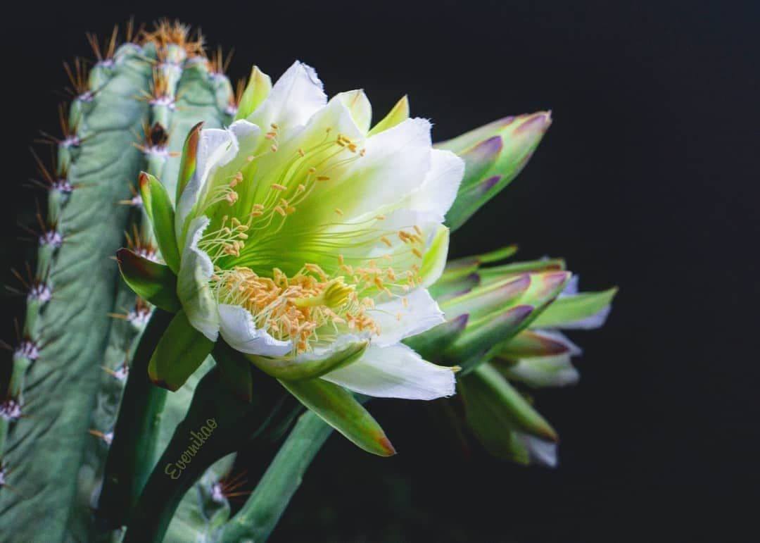 Flor del cardón o cactus del ordenador