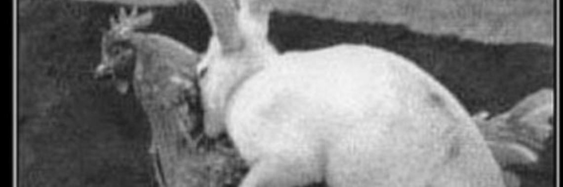 08-02-2020... Bunch of rabbits are... | Marion's World