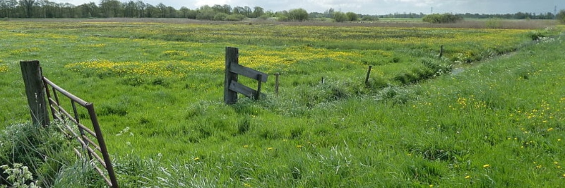 11-04-2018 .. Bart (140w) | Marion's World