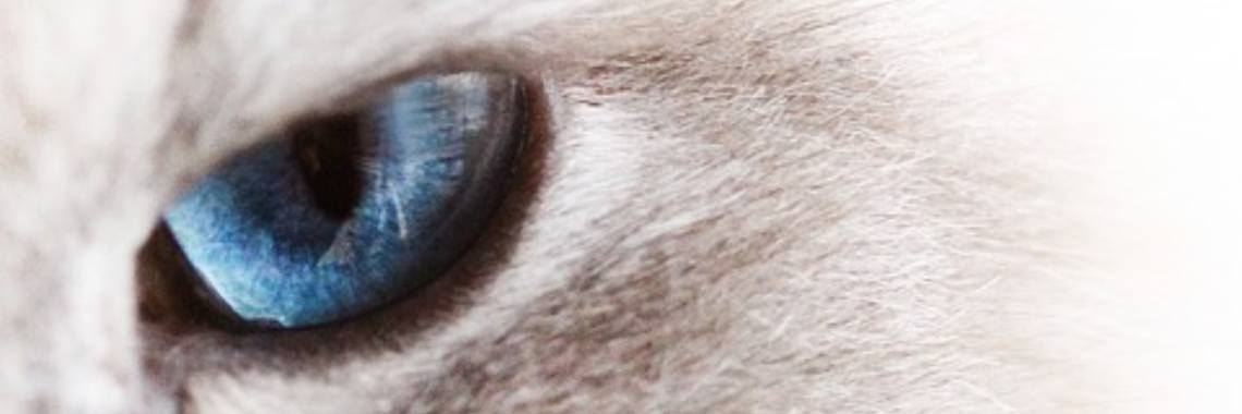 14-05-2018 .. Gekeutel (Rondeau) | Marion's World