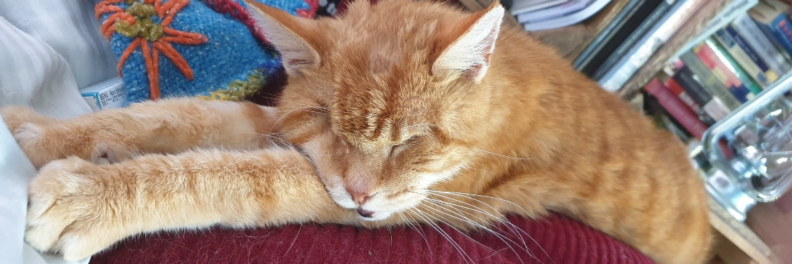 19-12-2019 ... Het wordt hier ook steeds gekker ... | Marion's World