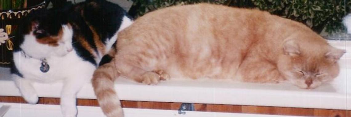 26-12-2021 ... Als je denkt dat jij een kat uitkiest ... | Marion's World