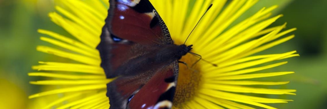 31-03-2017 .. Uitnodiging van Oriah Mountain Dreamer | Marion's World