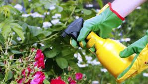 Como usar fertilizante para jardin