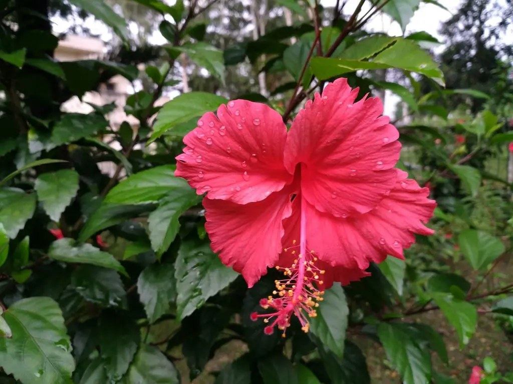 Una hermosa flor ha surgido en mi jardin