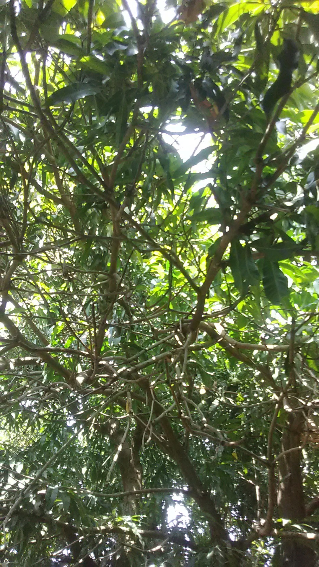 Interior del Árbol de Mango