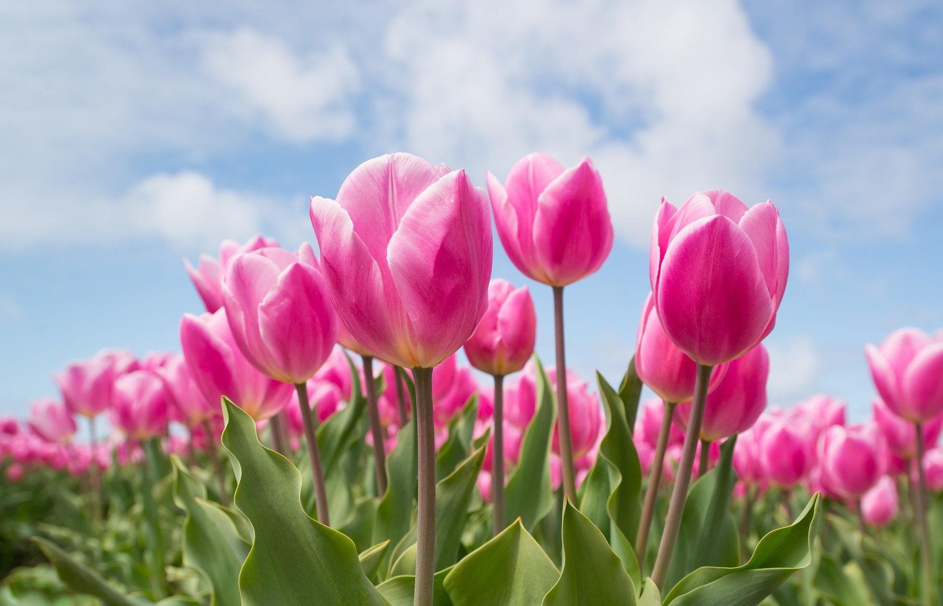 Campo de Tulipanes  