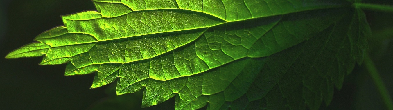 The nettle plant can help our health  | LuisXV