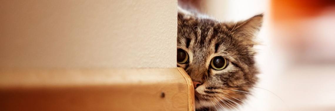 How to deal with my hyperactive cat? | Camila