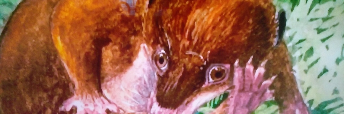 Het oudste gevonden zoogdier | Toto Animo