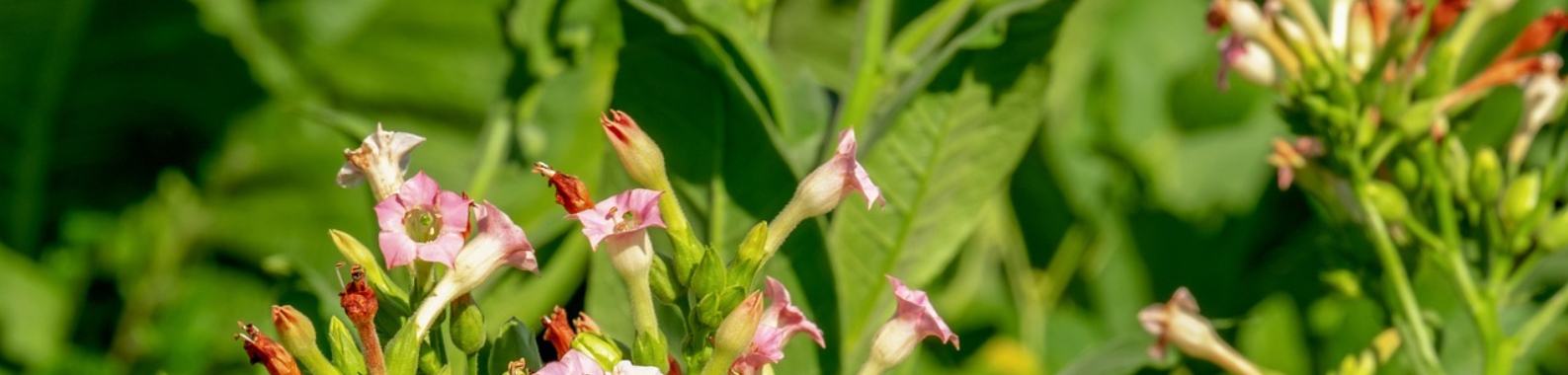 Was me dat even schrikken, zeg.  Ik ben één van de tabaksplanten in een onderzoeklabo. | Toto Animo