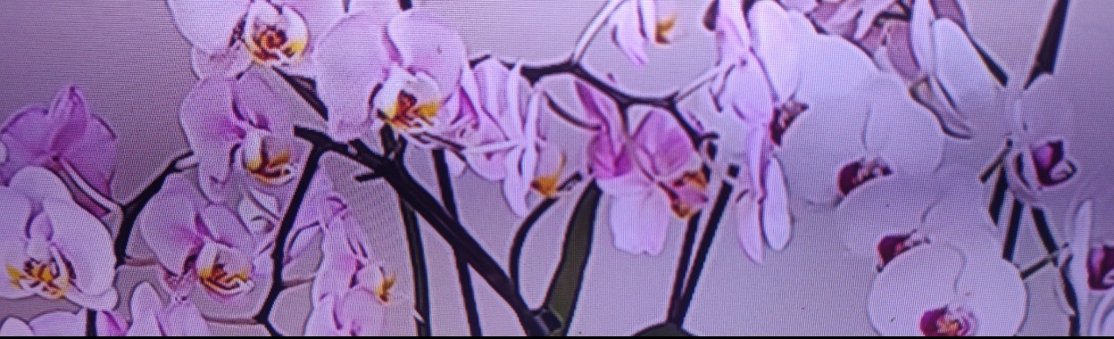 Verplant je orchideeën meteen als je ze bekomt. | Toto Animo