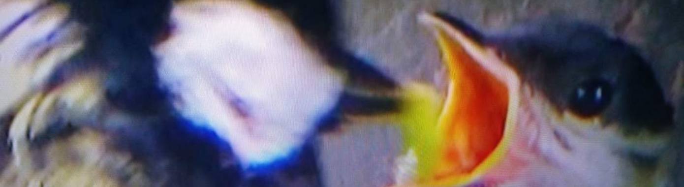 Waaruit bestaat het nestmateriaal van de mezen? | Toto Animo