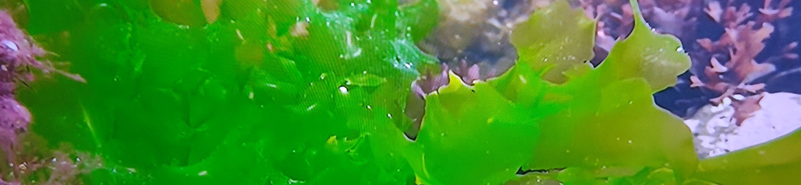 Seaweed is much more than a simple marine organism. | Toto Animo