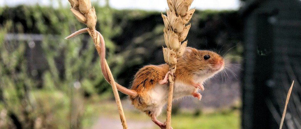 De muis die liever binnenbleef | Toto Animo