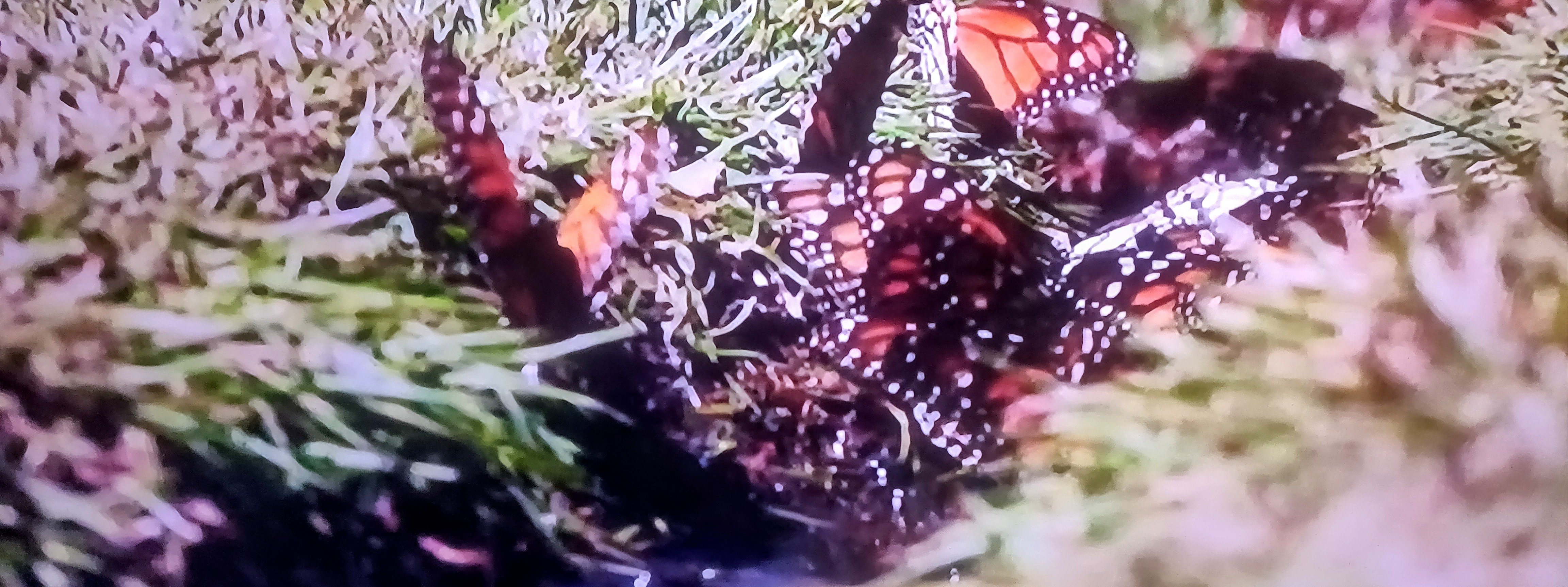 Monarchvlinders doen ieder jaar de verste migratie | Toto Animo