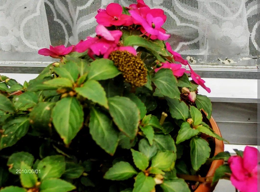 Op mijn vensterbank | Toto Animo