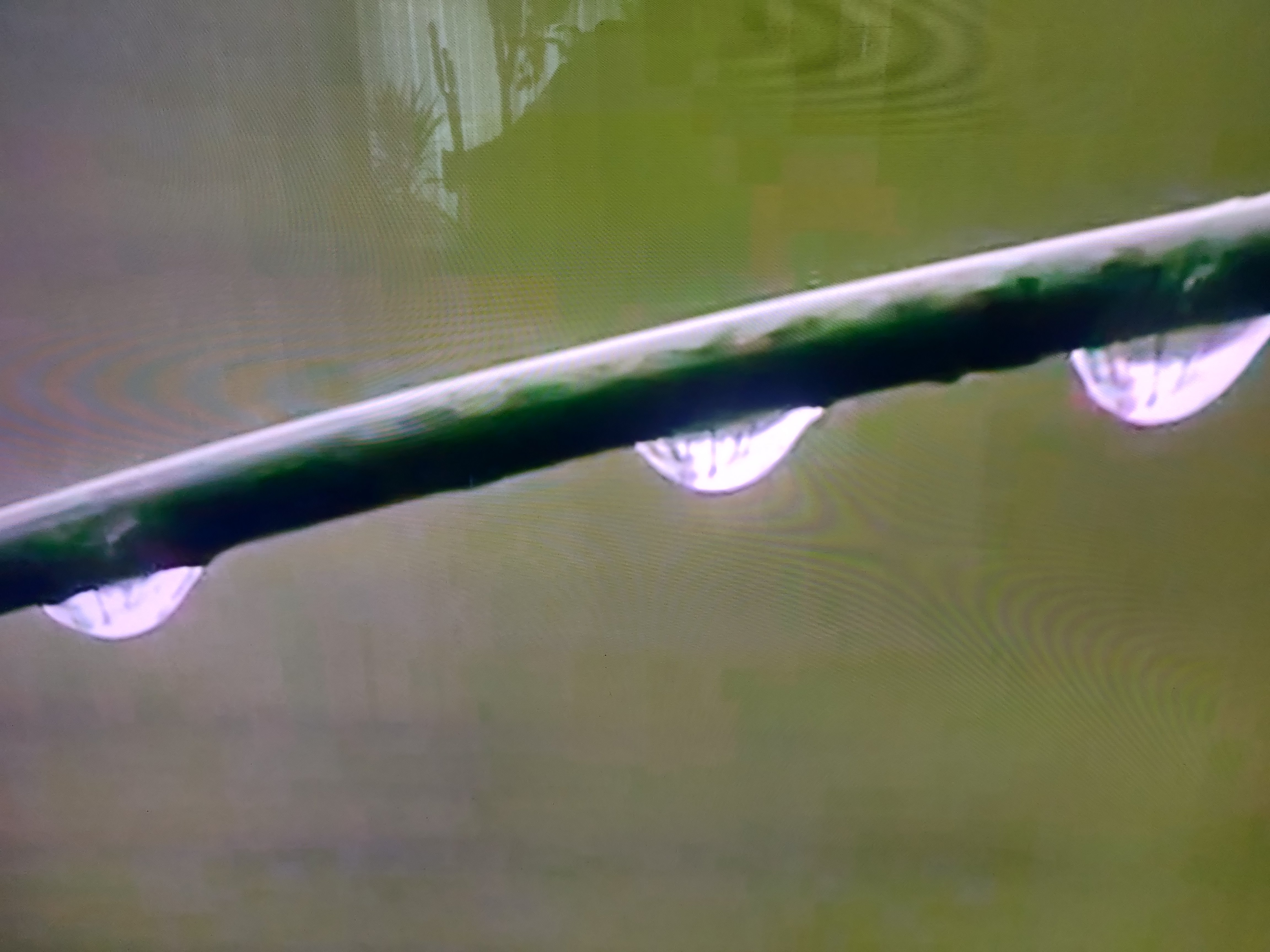 De regen heeft ook zijn charmes | Toto Animo