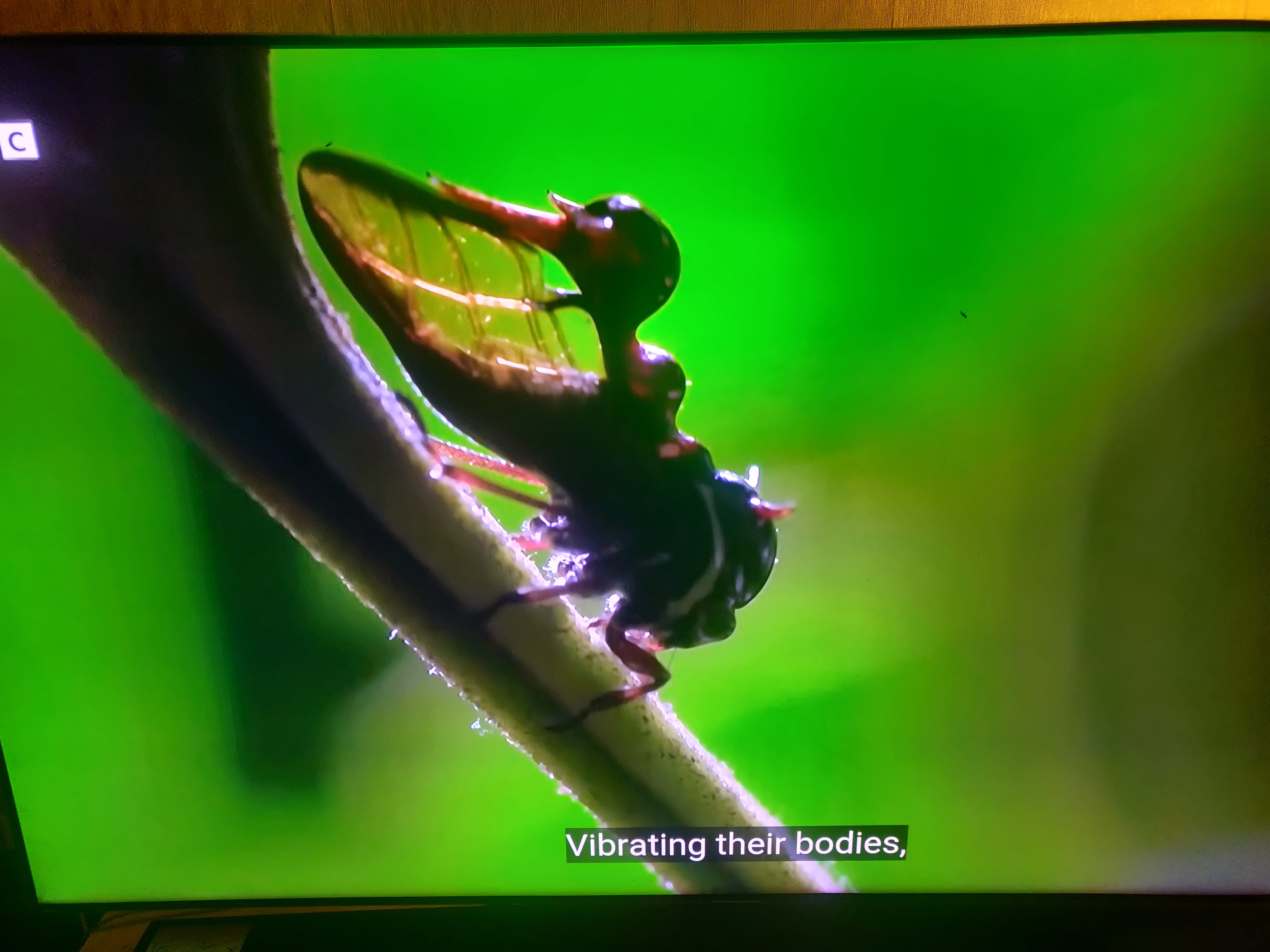 De opmerkelijk samenwerking tussen bijen, mieren en Boomhoppers. | Toto Animo