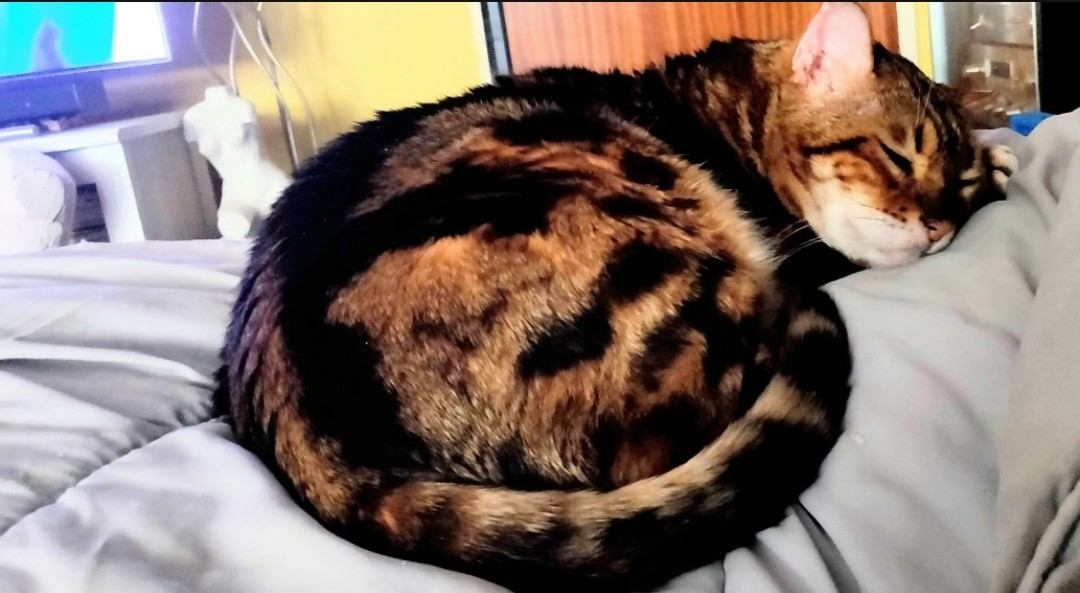 Mijn aanhankelijk poesje | Toto Animo