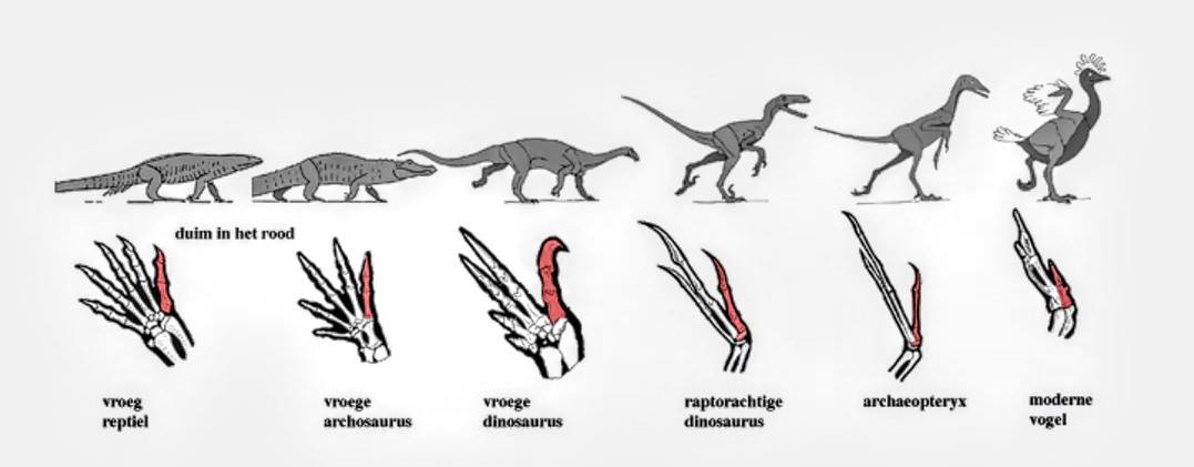 With the time machine to the Middle Triassic | Toto Animo