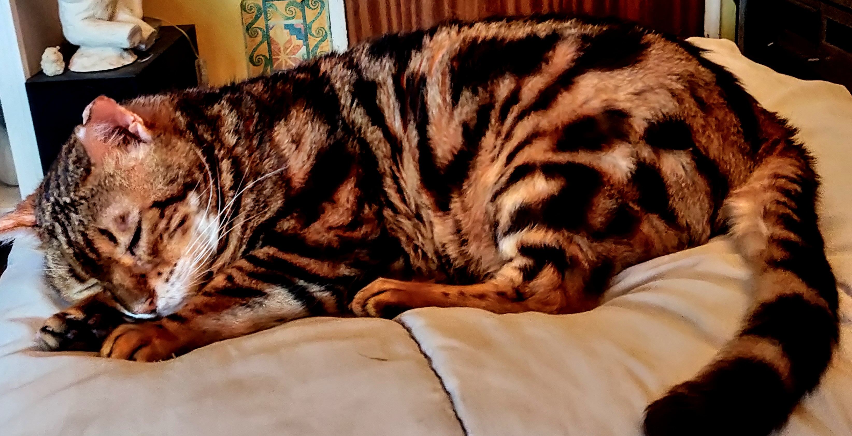 My dream came true | Toto Animo