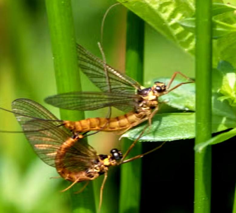 "De eendagsvlieg is geen vlieg", zegt Ronny.( Verwonder je over de grootte van de de eerste insecten die ontstonden op de aarde) | Toto Animo