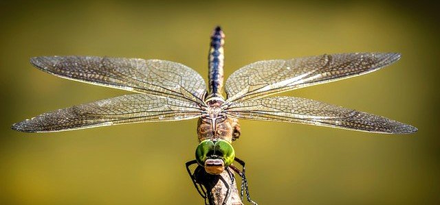 Bioloog Rademaker en Frank Godefroid bezoeken binnenkorthet Devoon | Toto Animo