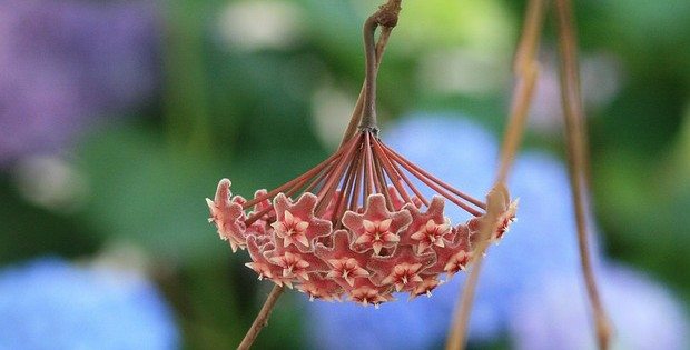 Een prachtige wasbloem: de Hoya Carnosa | Toto Animo