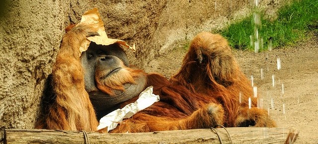 Een orang-oetan verzorgt zelf zijn wonde. | Toto Animo
