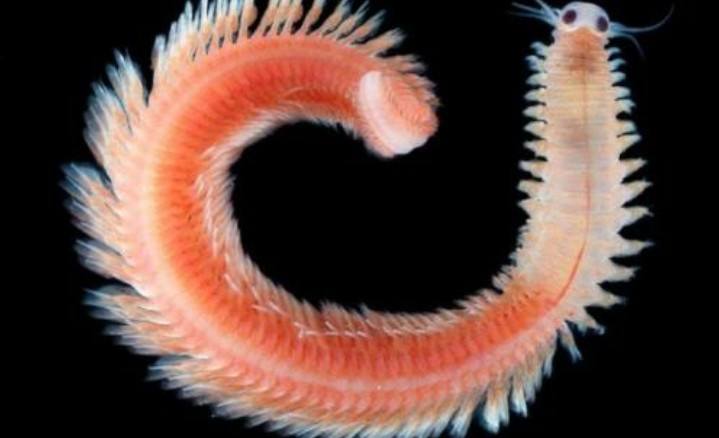 Bergt dit beestje een wetenschappelijke openbaring in zijn oeroude structuur? | Toto Animo