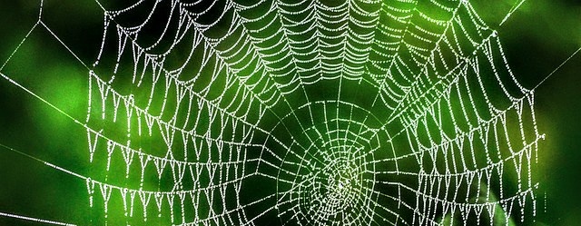 Beautiful, like the stars in the dark sky | Toto Animo