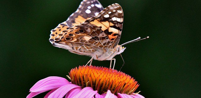 Distelvlinders zijn echte globetrotters | Toto Animo