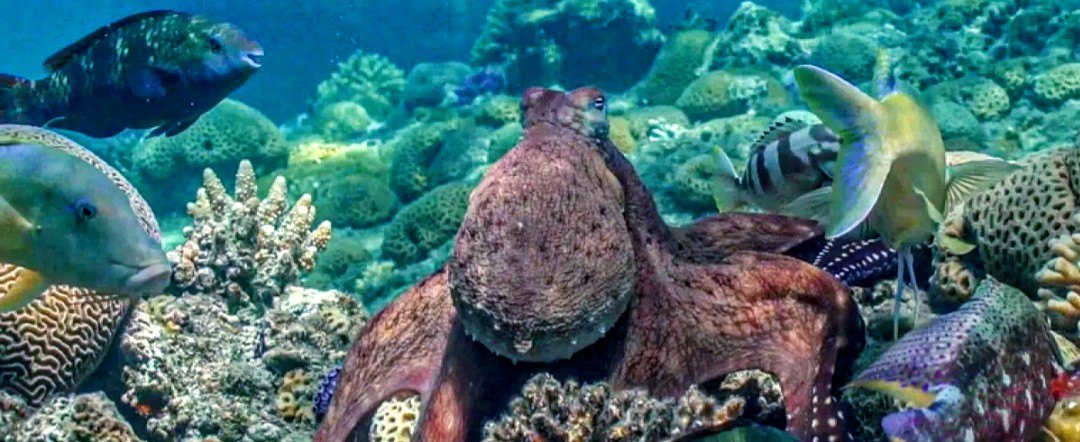 Octopuses collect fish to hunt together | Toto Animo