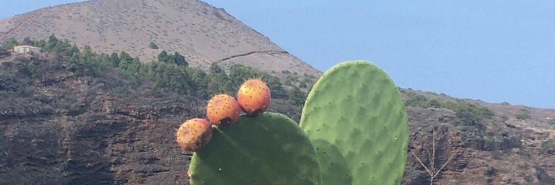 La Palma | Kinderworkshops Petra