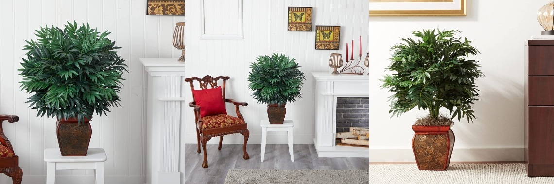 Best Small Decorative Plants  | Nahidul Bd