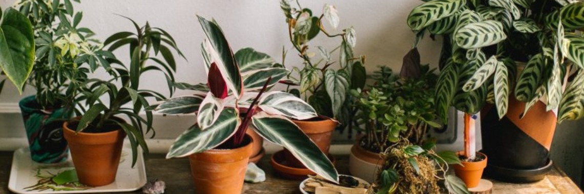 Best Indoor Plants For Clean Air Decoration 1635953355 