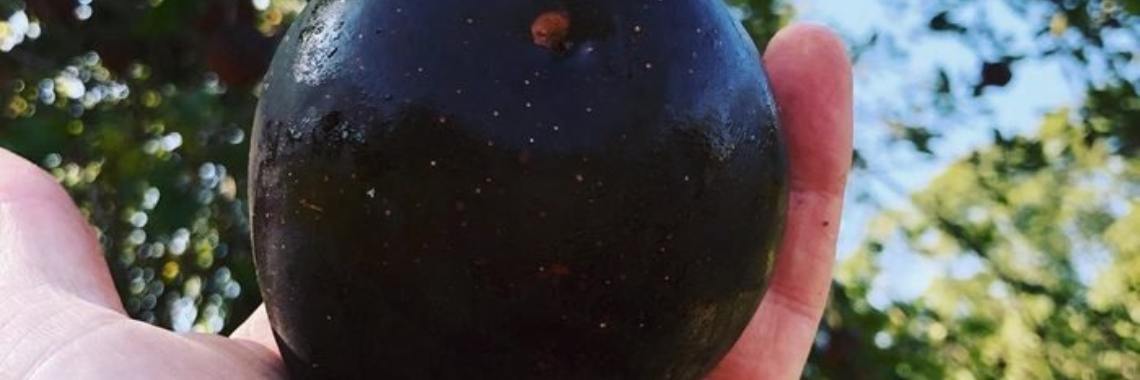 This Is One Of The Most Expensive Apple In The World | roxana_ac