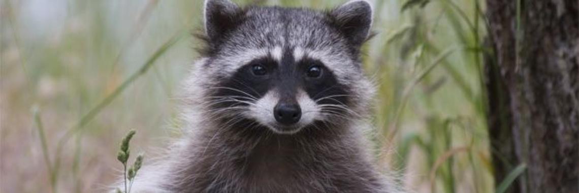 Wat eet een wasbeer? | roxana_ac