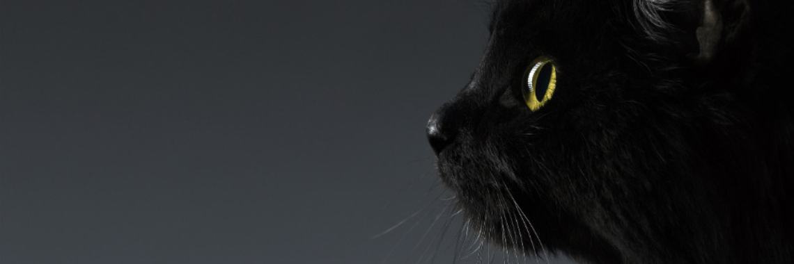 Why Are Black Cats Related To Bad Luck? | roxana_ac