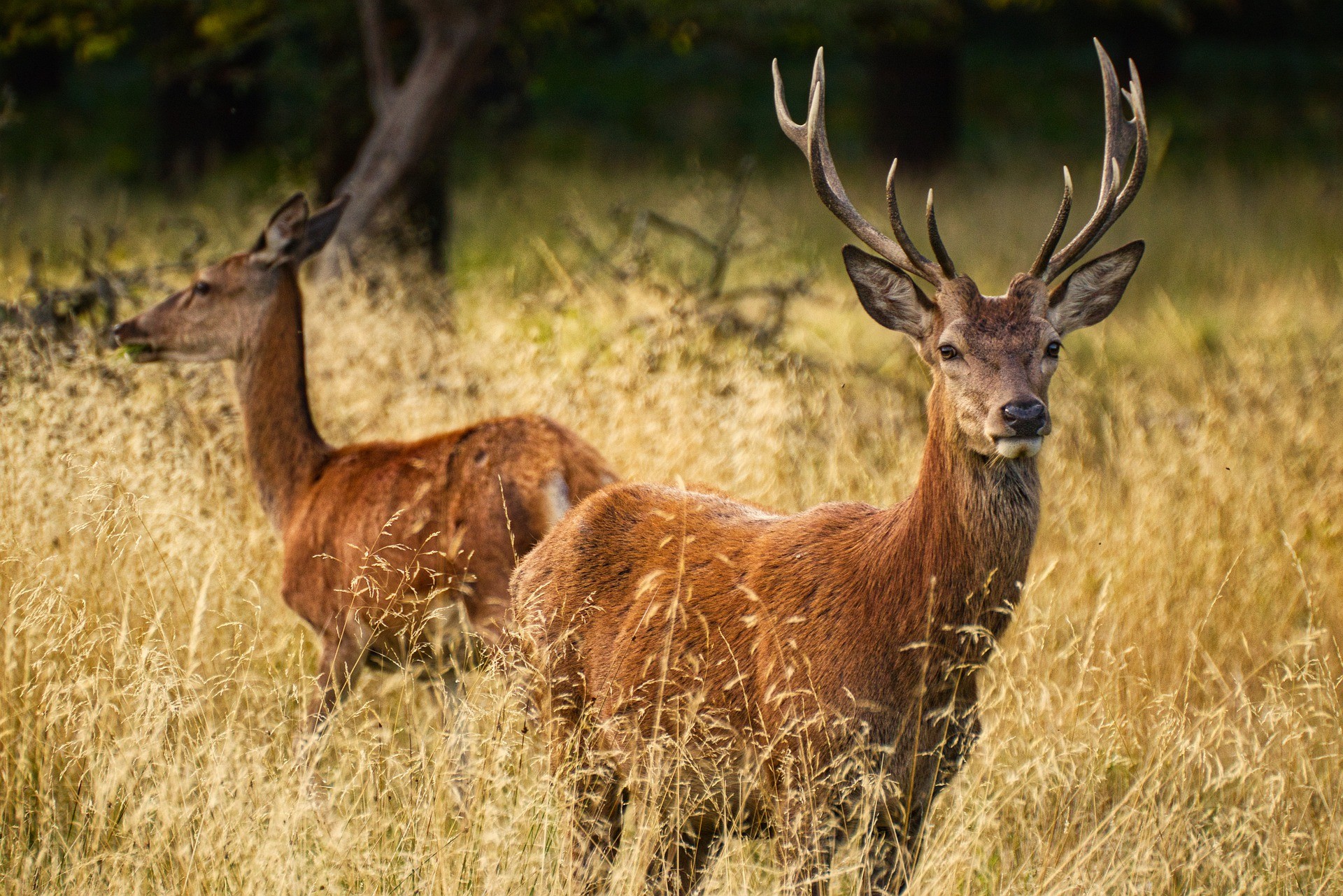 When do deer shed their antlers? - Yoors