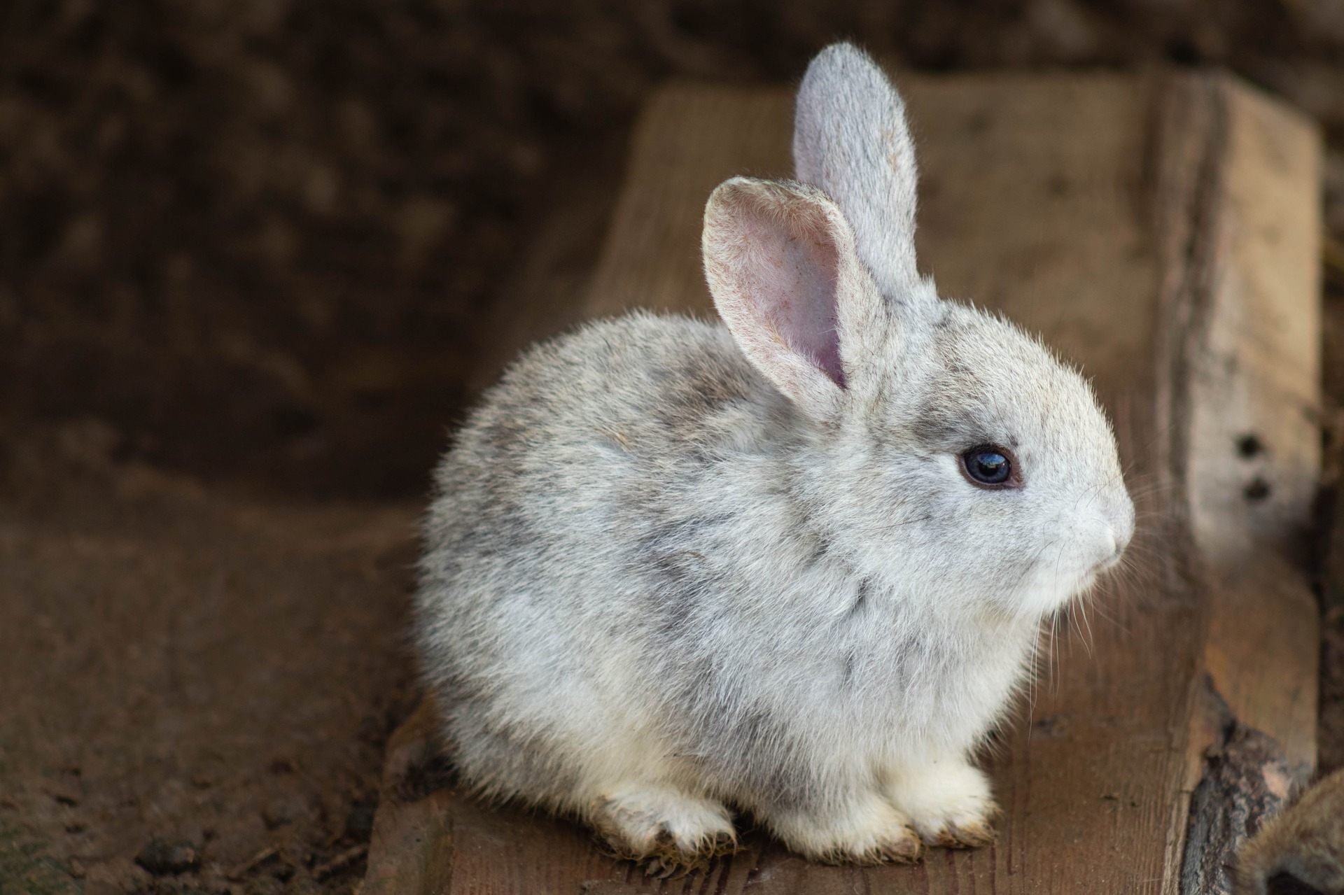 How long do bunnies live - Yoors