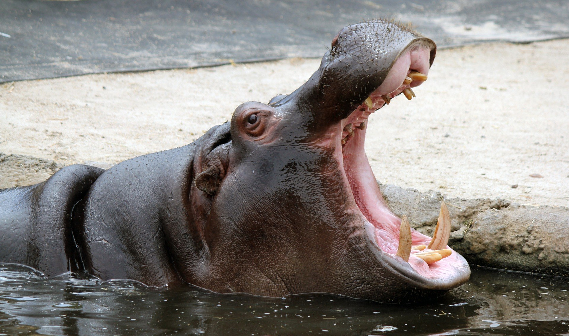 What do hippos eat - Yoors