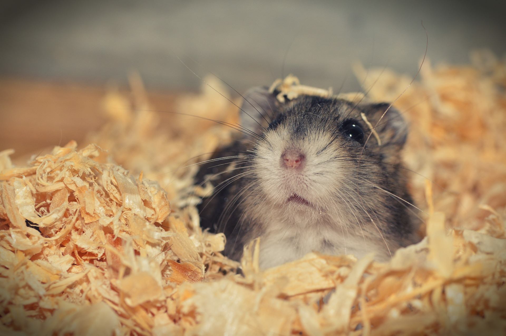 How long do hamsters live? Life cycle of a domestic hamster