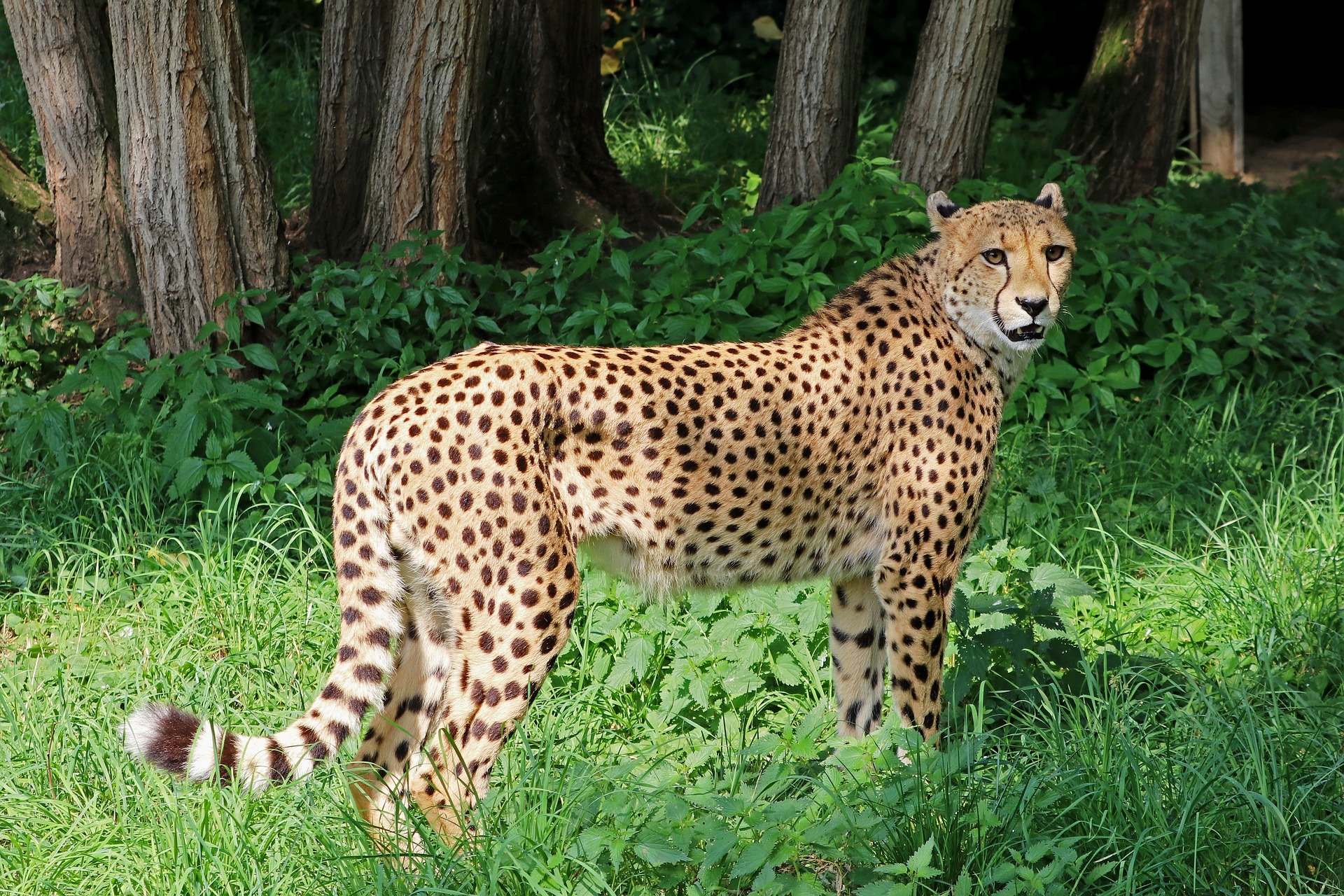 How fast can a cheetah run?