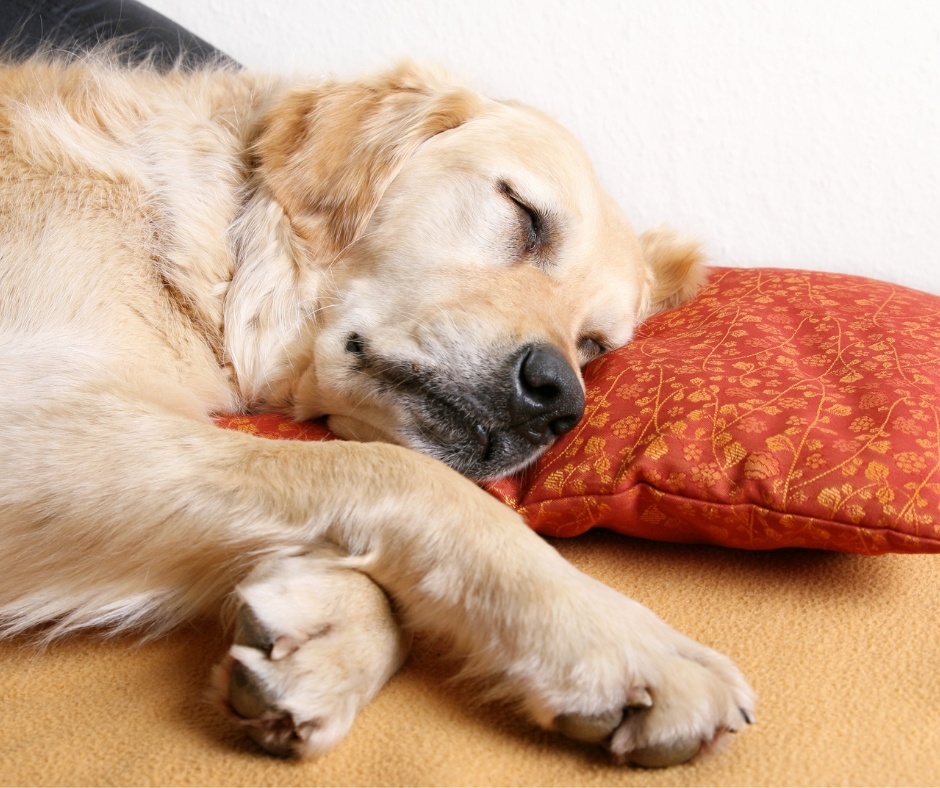 how-to-put-a-dog-to-sleep-yoors