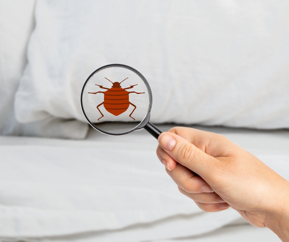 What Do Bed Bugs Look Like? - Yoors