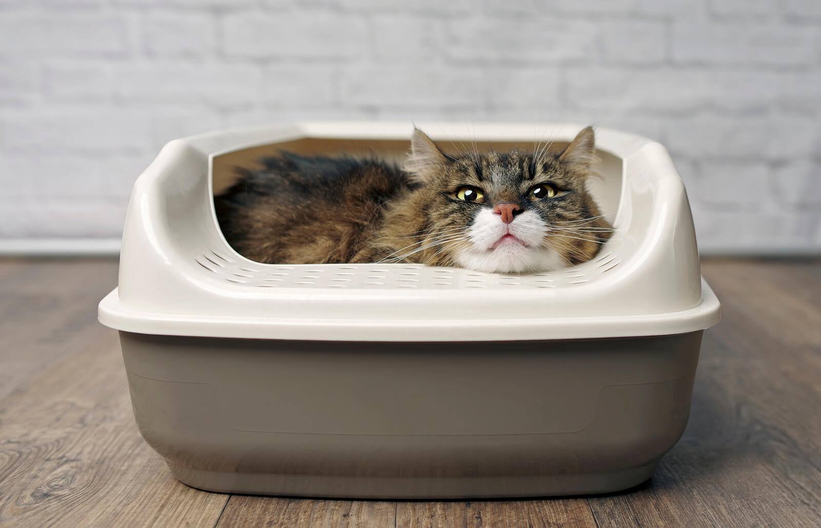 Why Do Cats Lay Down In Their Litter Box